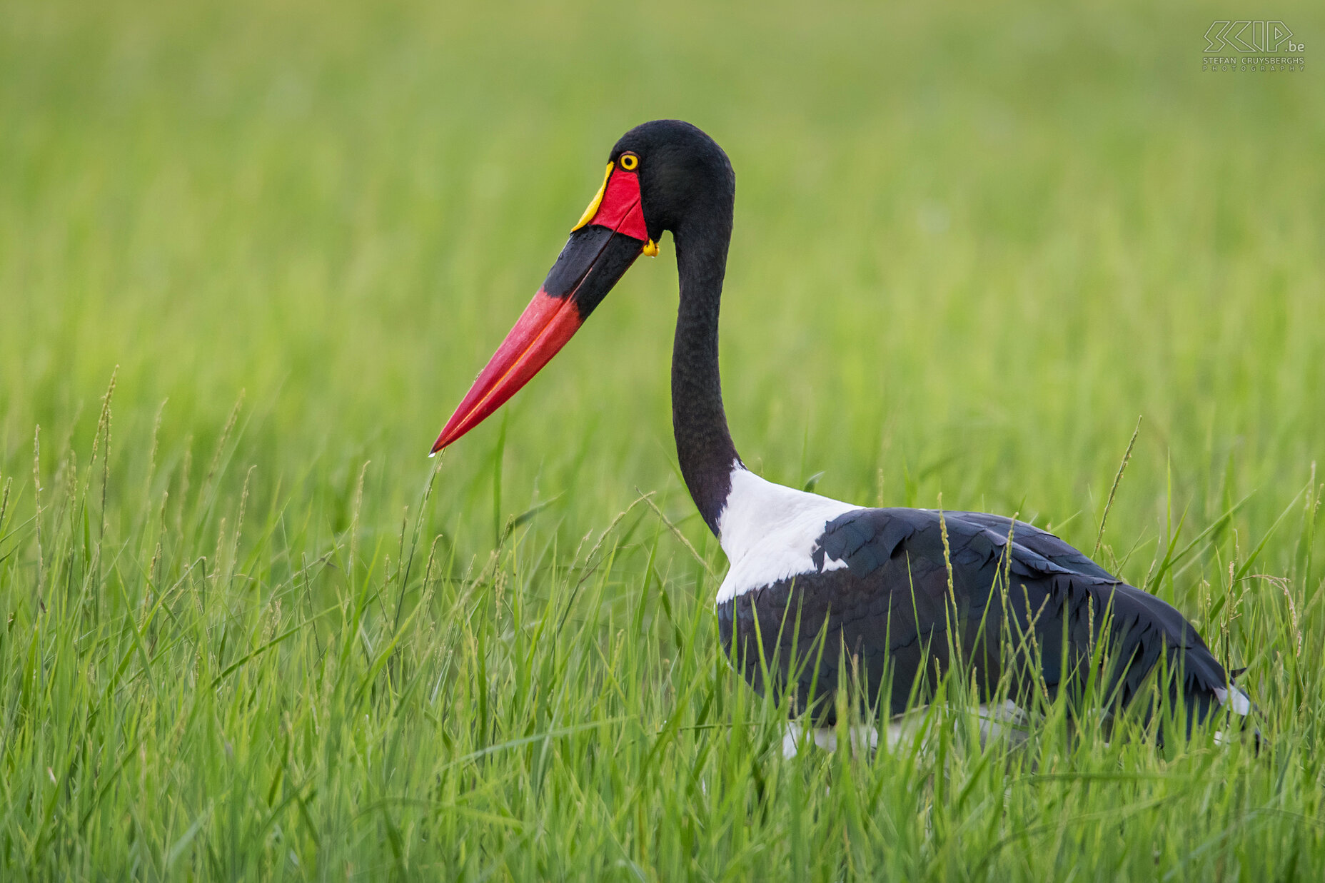 Lake Awassa - Saddle-billed stork A saddle-billed stork (Ephippiorhynchus senegalensis) is a beautiful and large stork with a massive bill that is red with a black band and a yellow frontal shield (the 'saddle').  Stefan Cruysberghs